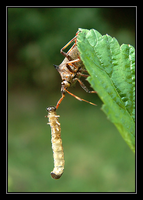 Snídaně na sosáček