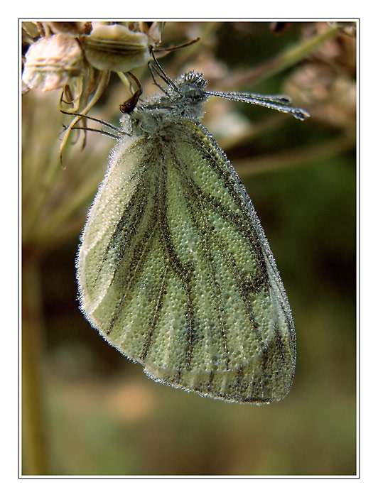 Nerad se koupu v rose