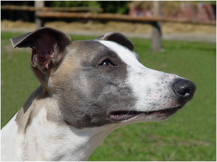 nejlepší přítel - oddanost