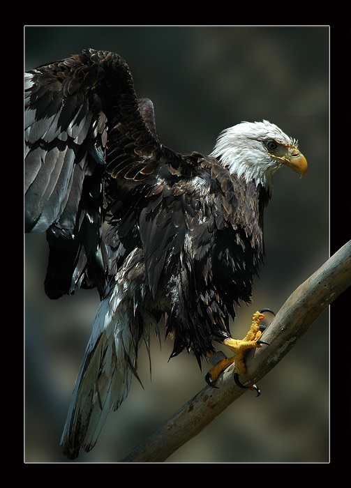eagle proud
