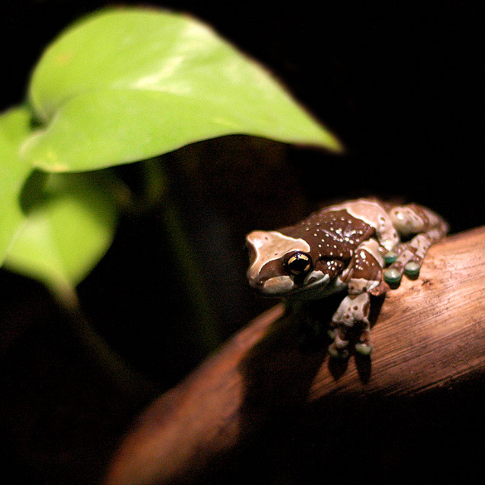 frog