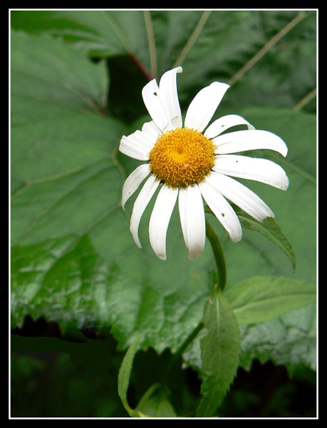 Kvetinka II