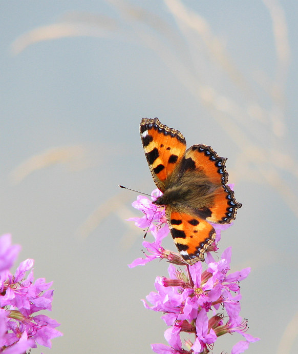 babočka kopřivová III