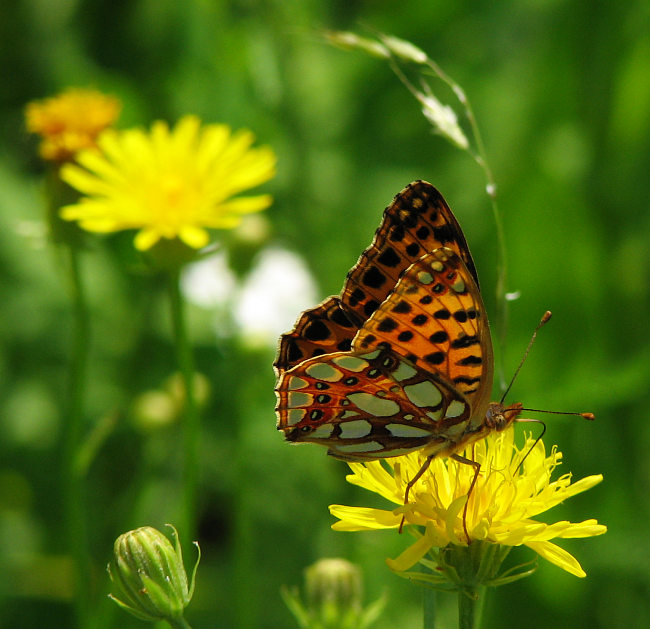 perleťovec malý III