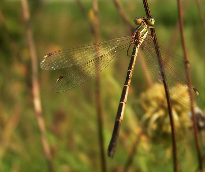 Lietajuca potvorka II.