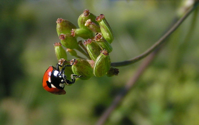 Lienka