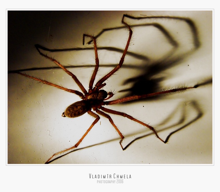 Arachnofobie