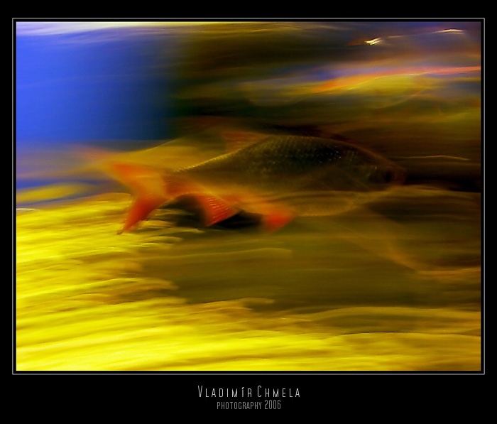 Acuario