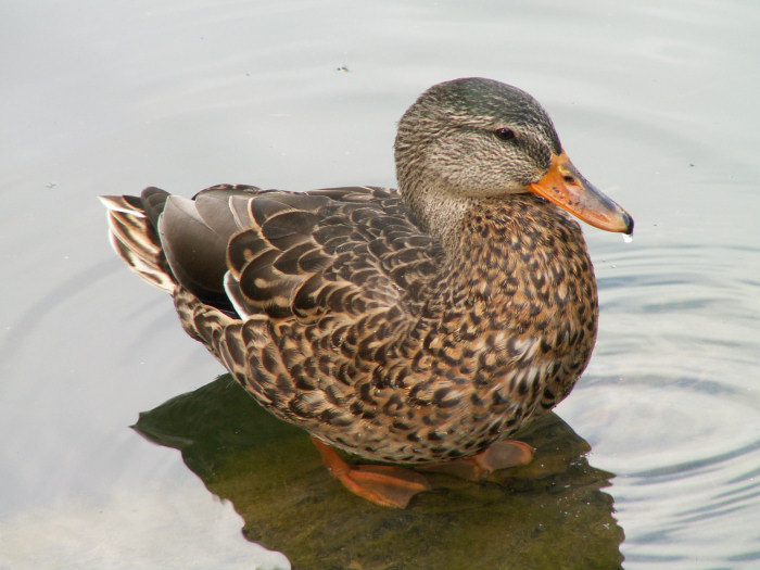 Kacicka