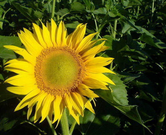 Taká pekná a taká osamelá