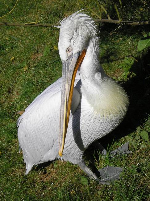 pelikán