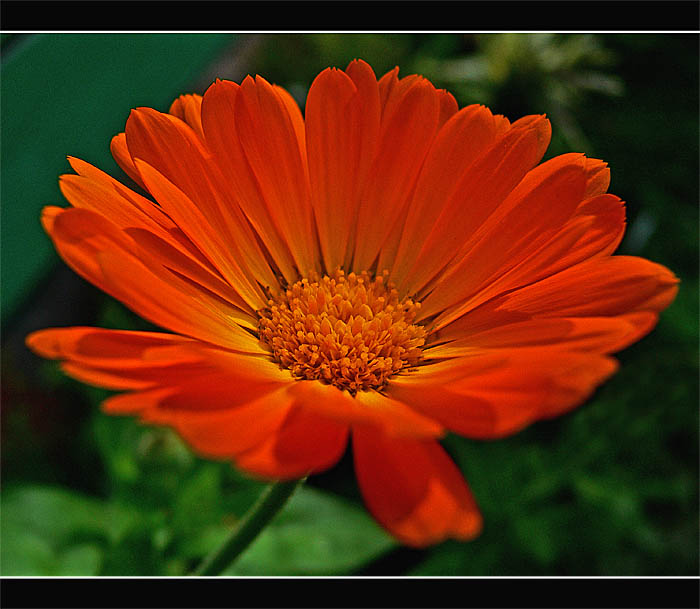 oranžová je nej ... :o) II.