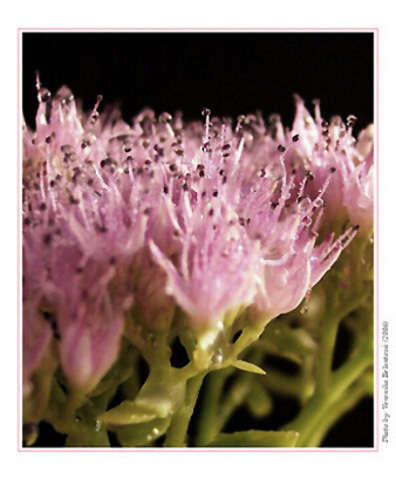 ***THE FLOWERS IN DROPS***