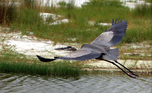 .... volný jako já........