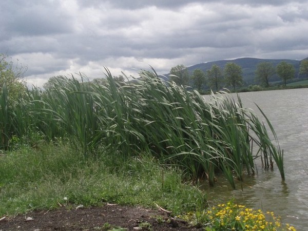 Tam za vodou v rakosí...