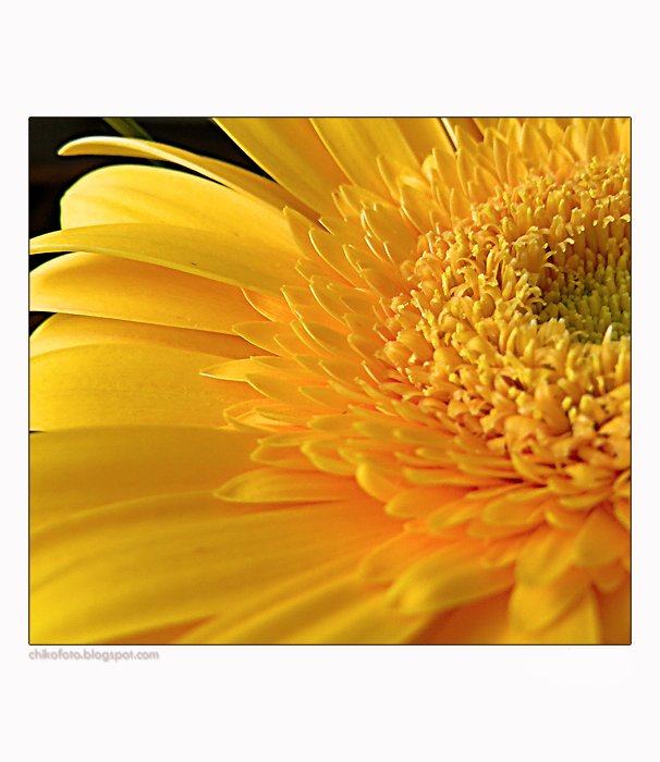 gerbera...