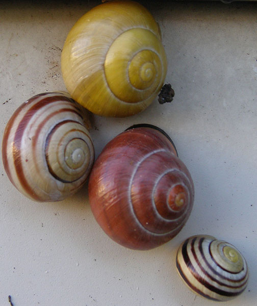 A kdo má hezčí domeček?