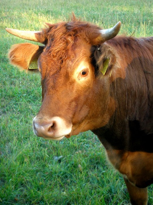 Býček