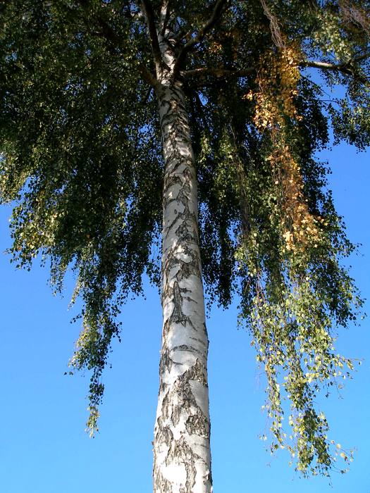 Vlasatice
