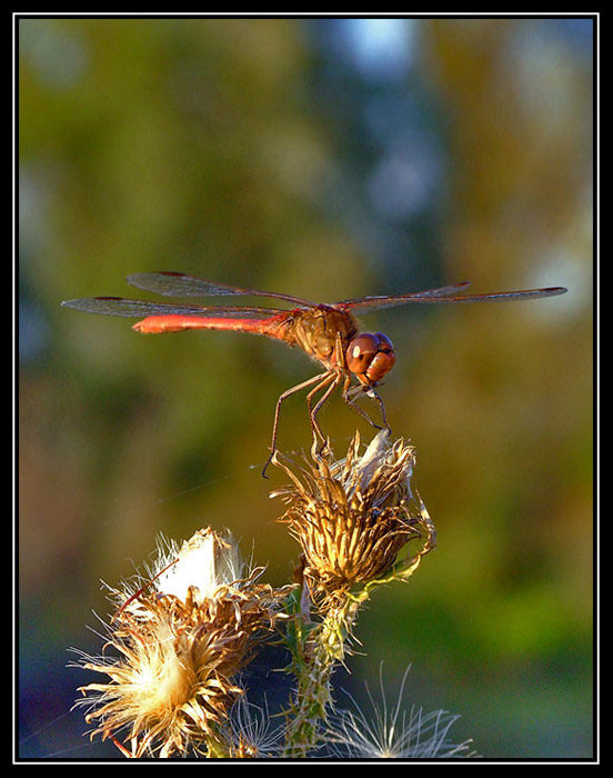 red dragon