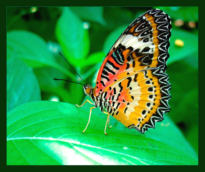 Nong Nooch Tropical Garden, Butterfly Hill