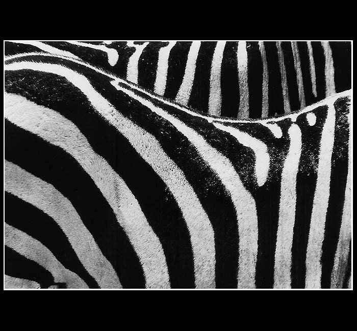 Pruhované safari