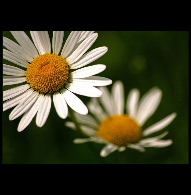 *** \"Kopretinofka\" ***