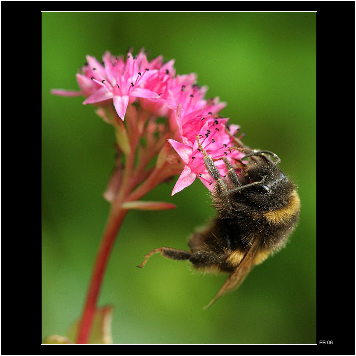 *** leze leze ... jen tak tam ale nevyleze ***