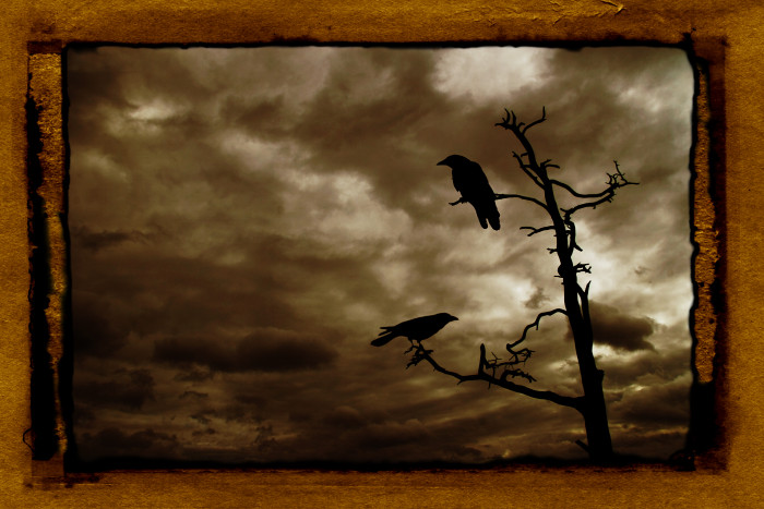 Odin´s Ravens (Hugin a Munin)