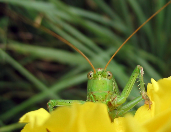 Hop