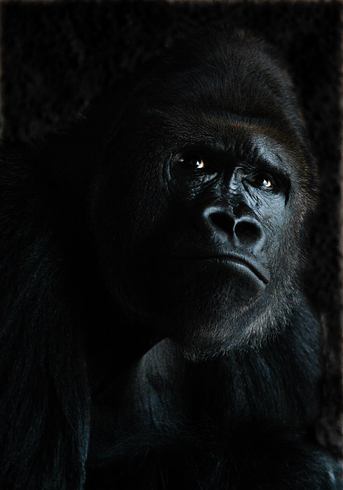 KONGO