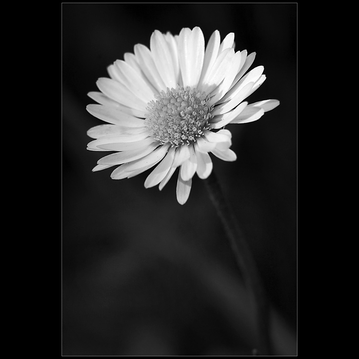 Co roste u plotu...III