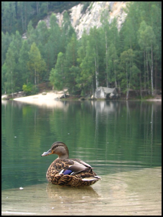 Kačka