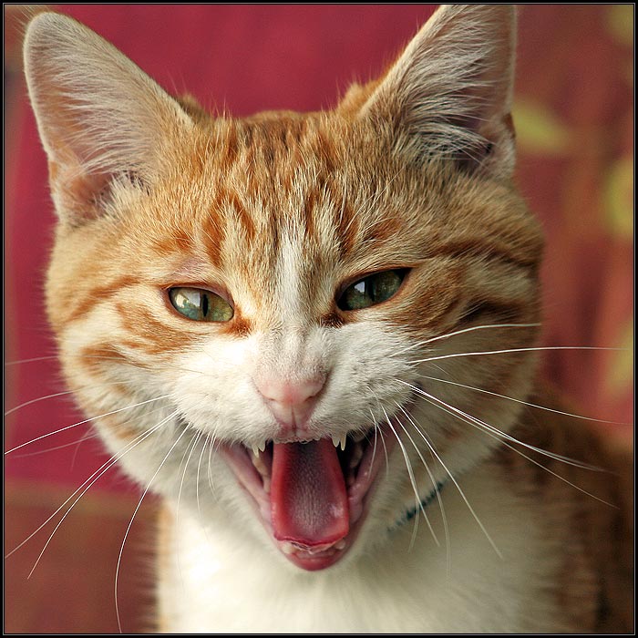 Keď vyrastiem, budem tiger !!!