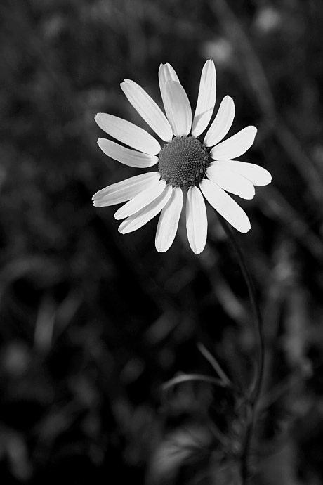 ...šestnáctikráska...