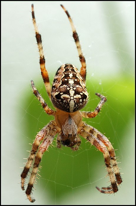 Tak kde je nějaká ta moucha.