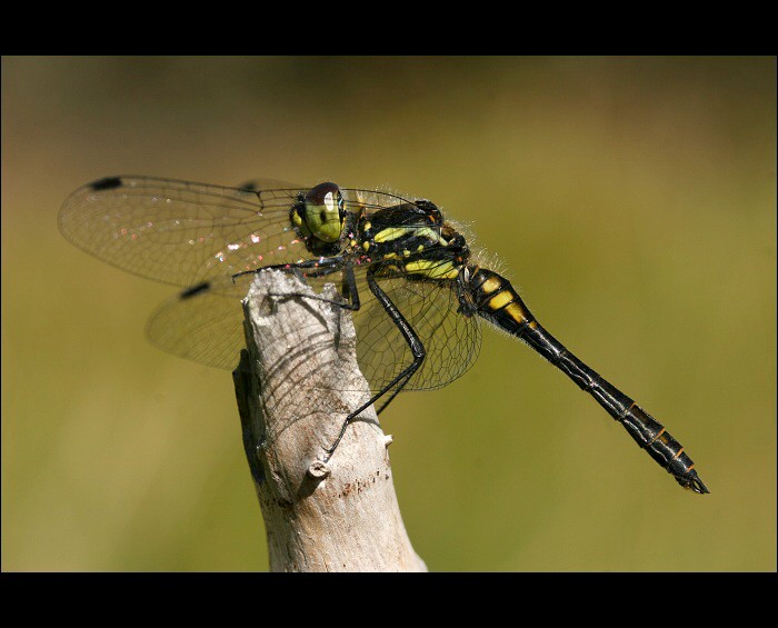  Sympetrum danae