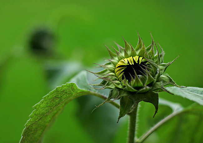 Letos už se nestihnu probudit...