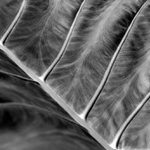 .: SNAD POHOŘÍ.. :.