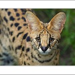 Serval
