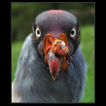 Neodolatelný pohled