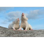 jé ségra vidíš to co já? :o)