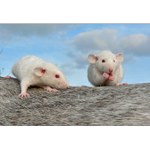 Jé ségra co to jíš? :o)