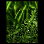  - water diamonds -