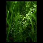  - water diamonds II. -
