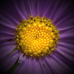 - about flower -