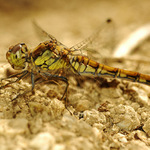 Přistání na poušti