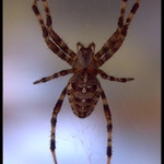 Pavúk metalista. :-)