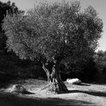 čím starší tím hezčí II.