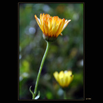 Calendula officinalis